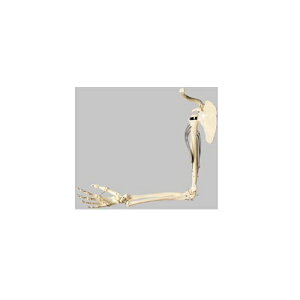 ͌^Human Model r̋ؓU͌^ 740g QS55 \\
