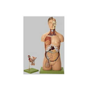 ͌^Human Model l̉U͌^  92cm(88cm)×40cm×s26cm 12.2kg AS4 \\