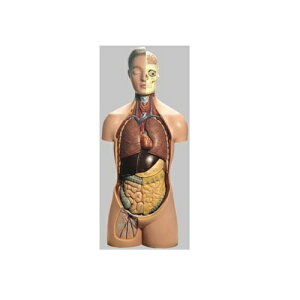 ͌^Human Model Nj̐l̉U͌^ 91cm(87cm)×39cm×s26cm 9.0kg AS16 \\