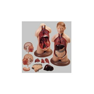 ͌^Human Model Nj̐l̉U͌^ 37cm(35cm)×17.5cm×s14cm 2.0kg AS20/5 \\