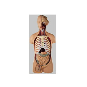 ͌^Human Model j̐l̉U͌^ 89cm(85cm)×39cm×s26cm 10.7kg AS21 \\