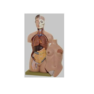 模型Human Model 女性の人体解剖模型 高さ90cm(胴体86cm)×幅41cm×奥行26cm 12.0kg AS40 ソムソ