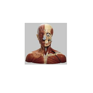͌^Human Model ƌz̖͌^ 37cm×48cm×s30cm 6.1kg BS3 \\