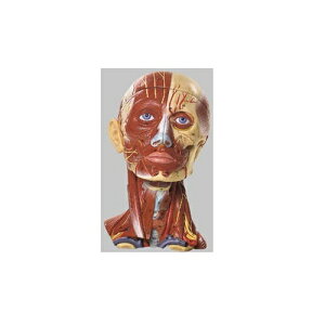 ͌^Human Model ؓƌǕt̓͌^ 28cm×18cm×s19cm 1.9kg BS18 \\