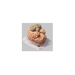 ͌^Human Model ]͌^ 15cm×16cm×s17cm 1.1kg BS20 \\
