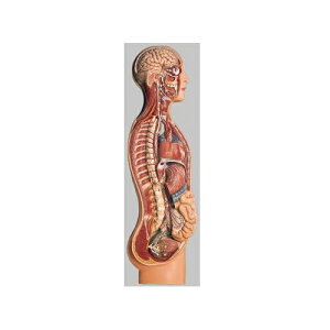 ͌^Human Model _o͌^ 74cm×25.5cm×10cm 4.3kg BS26/1 \\
