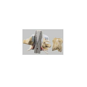 ͌^Human Model Ґt2Ŗ͌^ 15cm×12cm×s13cm 200g BS28 \\