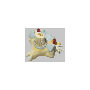 ͌^Human Model Ґt6Ŗ͌^ 14cm×12cm×s12cm 100g BS29 \\