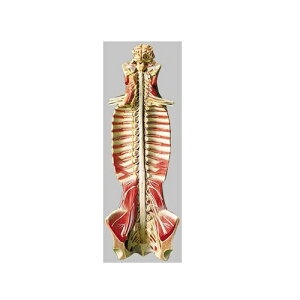 ͌^Human Model ҐǂƐҐ͌^ 90cm×32cm×19cm 5.5kg BS31 \\