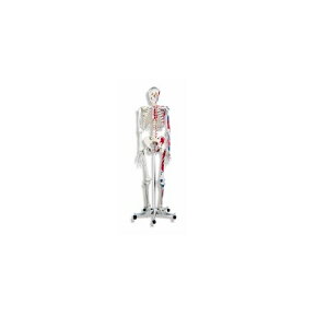 ͌^Human Model l̍if A11 174cm(5rX^h܂) IFA-0710