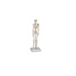 ͌^Human Model 1/2kڌ^ Sgif A18 88cm(X^h܂) IFA-18