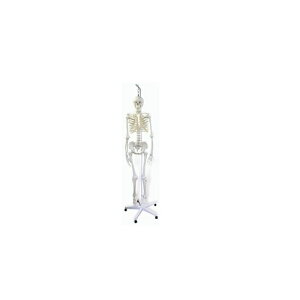 ͌^Human Model l̍if A15-3S 194cm(X^h܂) IFA-153