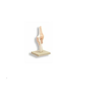 ͌^Human Model G֐߃f NS50 18×18×34cm() IFA-082