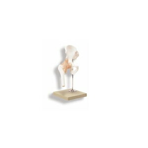 ͌^Human Model Ҋ֐߃f NS51 18×18×34cm() IFA-083