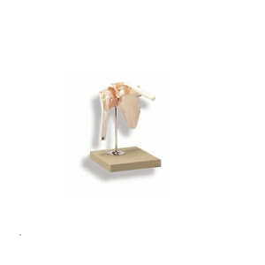 ͌^Human Model ֐߃f NS53 19×22×26cm() IFA-085