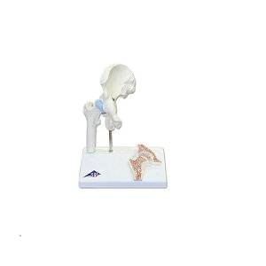 ͌^Human Model ~jҊ֐߃f A84-1 16×12×20cm IFA-051