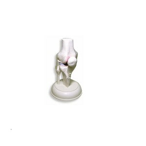 ͌^Human Model G֐ߖ͌^ OM003 12×12×21cm(܂) IFA-003