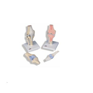 ͌^Human Model G̊֐ߒf3f A89 12×12×24cm(܂) IFA-89