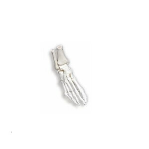 ͌^Human Model f A31L 23cm IFA-1400