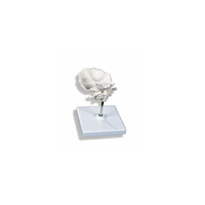 ͌^Human Model łƎŃf A71-5 13cm(܂) IFA-134