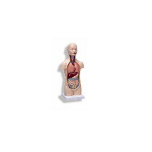 ͌^Human Model ~jg\[12f B22 24×18×54cm(܂) IFA-20