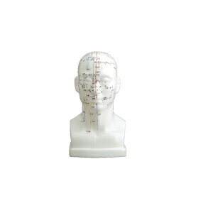 o͌^Human Model o͌^ 20cm 240g