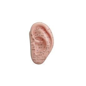 経穴模型Human Model 耳経穴模型 W7.3×D3.4×H13cm 約70g