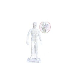 経穴模型Human Model 鍼灸標準経穴模型(日本語版) 高さ55cm(男性のみ)