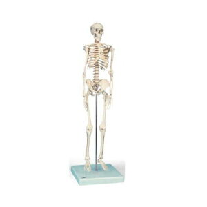 ͌^Human Model 1/2kڌ^if 88cm 1.5kg A18 3B Scientific