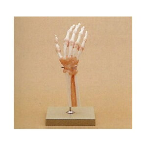 ͌^Human Model ֐ߋ@\͌^ 36×18×19cm 400g \\