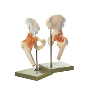 ͌^Human Model Ҋ֐ߋ@\͌^ 35×20×18cm 1.25kg \\