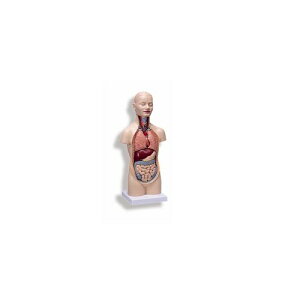 ͌^Human Model ~jg\[12f/At 54×24×18cm 2.7kg B22 3B Scientific