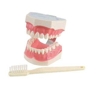 �f�����X�g���[�V�������f�� ��W120×D155×H100mm 1�Z�b�g #PL008 Premium Plus