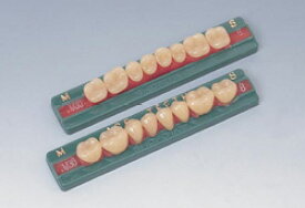 医療機器 エース臼歯 M(中種) 上顎 4 28 1箱16組(128歯) 松風