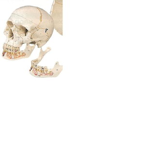 yË@z l̖͌^ Wf 3DTCGeBtBbNX A22 20×13.5×15.5cm 0.7kg