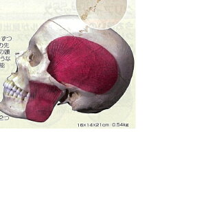 �y��Ë@��z �l�̖͌^ ���W���f�� 3D�T�C�G���e�B�t�B�b�N�X A282 16×14×21cm 0.54kg