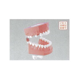 2倍大歯磨き指導用顎模型 PE-STP002 ニッシン