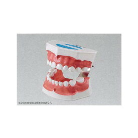 2倍大歯磨き指導用模型(乳歯列) PE-STP020 ニッシン
