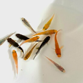 ♪めだかミックス 稚魚 ♪ 【10匹～30匹】 送料無料 めだか メダカ 楊貴妃 幹之 オロチ 観賞魚 アクアリウム