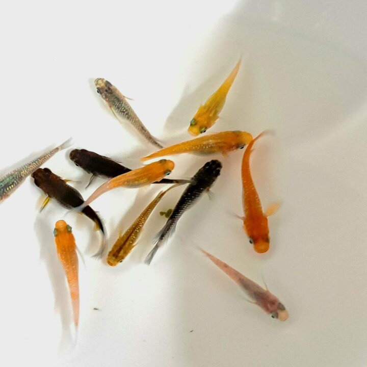 楽天市場】♪めだかミックス 稚魚 ♪ 【10匹～30匹】 送料無料 めだか 