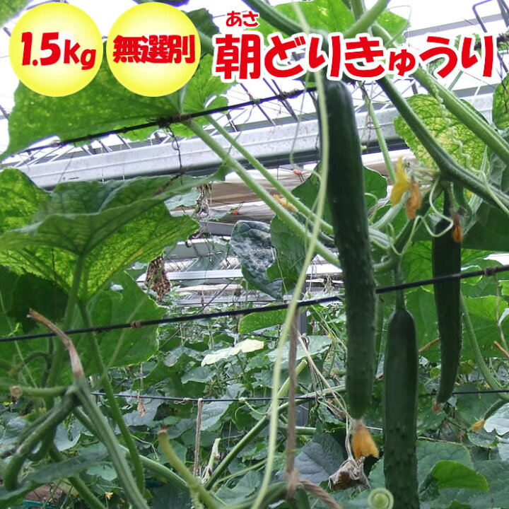 朝どりきゅうり 訳あり 無選別 1.5kg 深谷産【送料別 クール宅急便】 道の駅おかべ げんき野菜王国 千葉県産 朝採れきゅうり