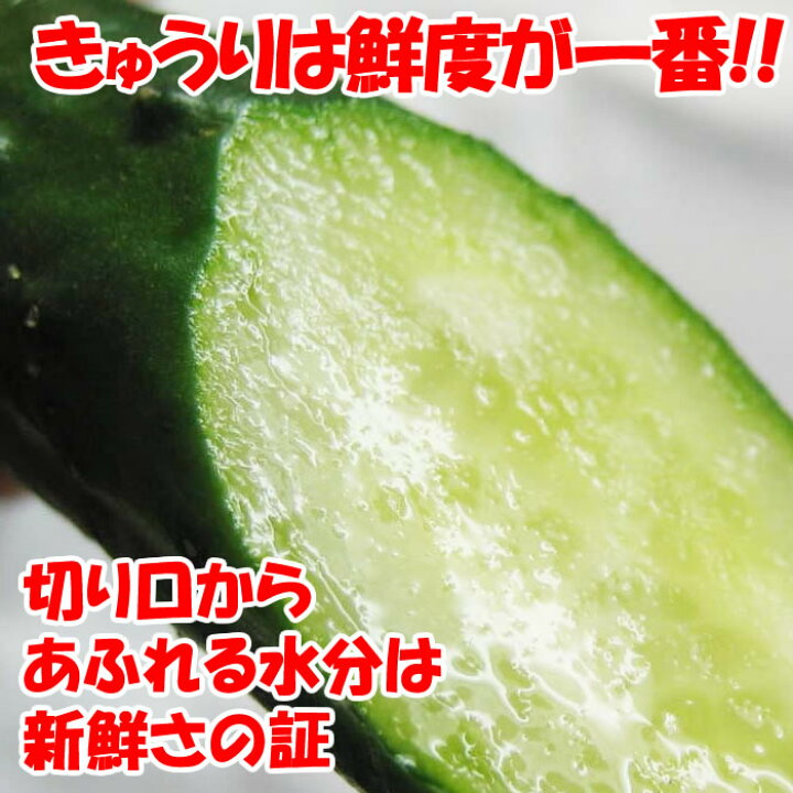 朝どりきゅうり 訳あり 無選別 3kg 深谷産【送料別 クール宅急便】 道の駅おかべ げんき野菜王国 千葉県産 朝採れきゅうり