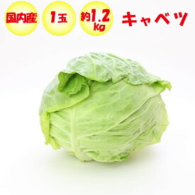 楽天市場 キャベツ 1玉 総重量 野菜 1 0 1 9kg 野菜 きのこ 食品 の通販
