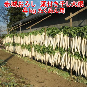 ԏ邨낵 tt卪 4Kg p卪Eʂys ʁz