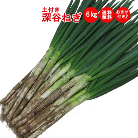 土付き深谷ねぎ6Kgセット 購入特典付き【産地直送 無選別 送料無料 常温発送／クール便（気温によって配送方法変更）】
