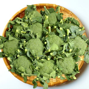 ubR[ LTCY i12ʁj ǂ In͔| Yny 퉷^N[ցiCɂĔz@ύXjz