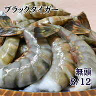 特大 ブラックタイガー 無頭 殻付えび 8/12 冷凍 1.8kg アイスブロック 業務用 から付き 海老 エビ BT 天…