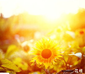 楽天市場 花唄 Greeeen コードの通販