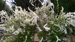 LiM 15cmpot 3Zbg@ ؁E_  NԂ炭 荞݂ɋ c ̔ ňĂ₷ t