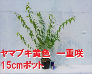 }uL@d 15cmpot@ 1@ ؁E_ F NԂ炭 荞݂ɋ c ňĂ₷ t